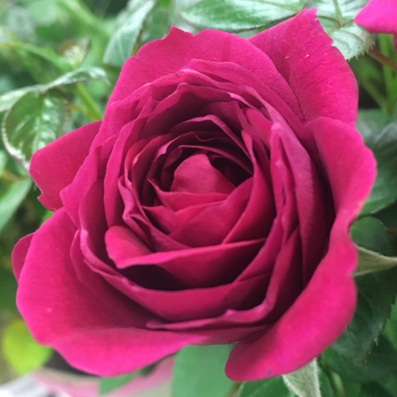 Meet your Posher, Tiffany - Picture 1 of 2